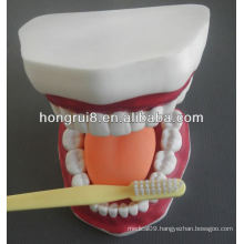 New Style Medical Dental Care Model,small dental care model dental teaching model